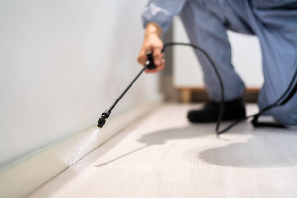 Certified termite inspector examining foundation in Dysart