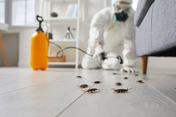 Post-Treatment Bed Bug Interceptor Monitoring in Dysart
